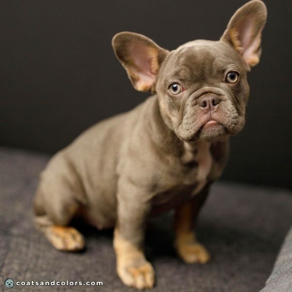 coatsandcolors.com eumelanin base colors diluted cocoa