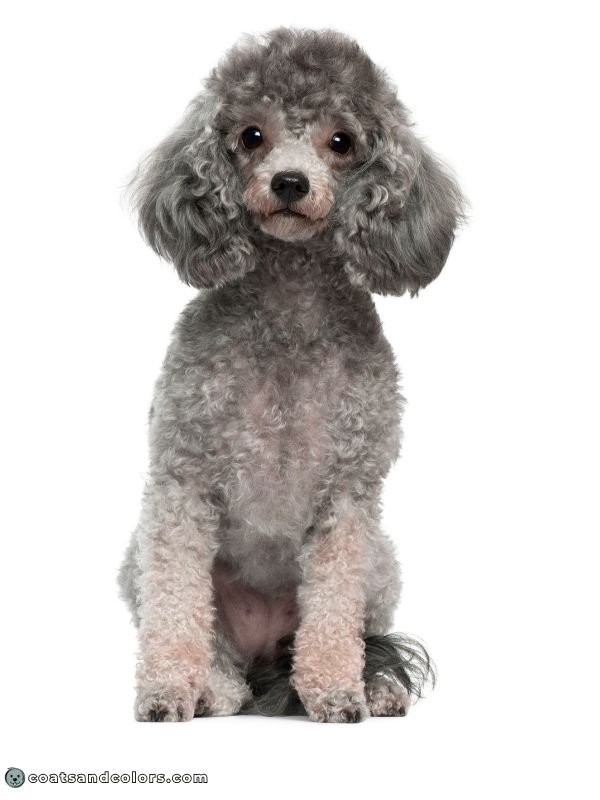 coatsandcolors.com eumelanin base colors faded black