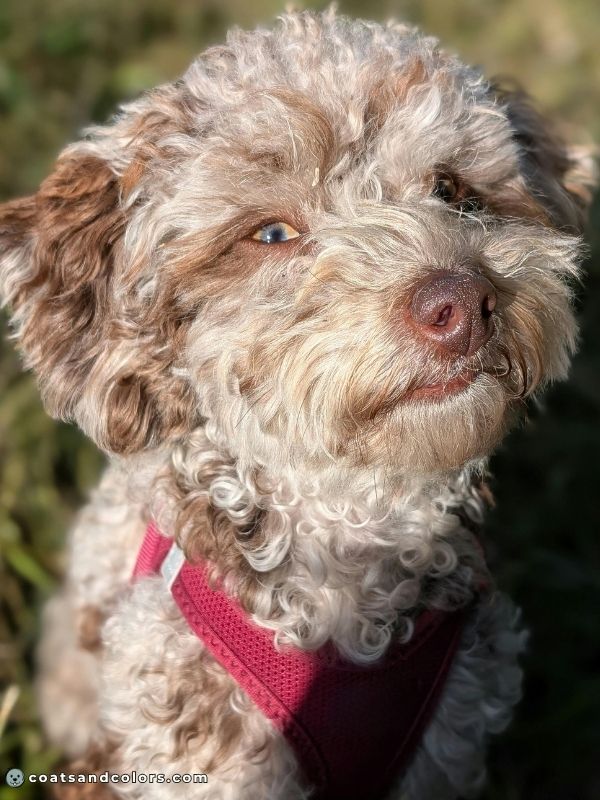 coatsandcolors.com eumelanin base colors faded brown 2