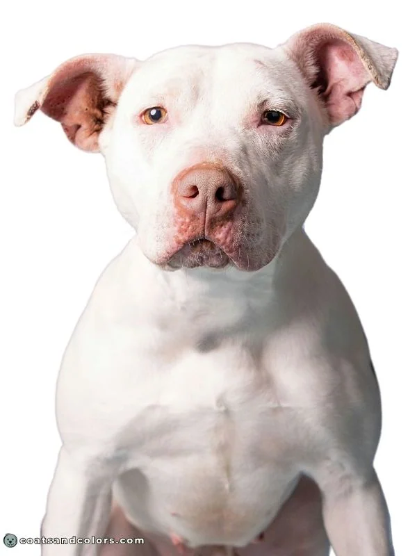 coatsandcolors.com eumelanin base colors lilac extended white