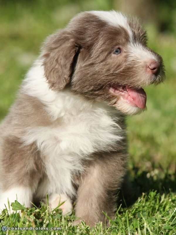 coatsandcolors.com eumelanin base colors lilac fading in Bearded Collies