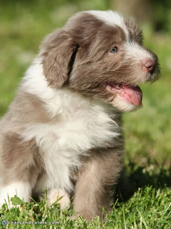coatsandcolors.com eumelanin base colors lilac fading in Bearded Collies
