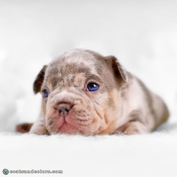 coatsandcolors.com eumelanin base colors lilac tan point merle