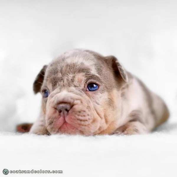 coatsandcolors.com eumelanin base colors lilac tan point merle