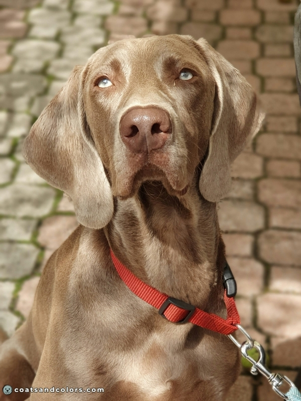 coatsandcolors.com eumelanin base colors lilac