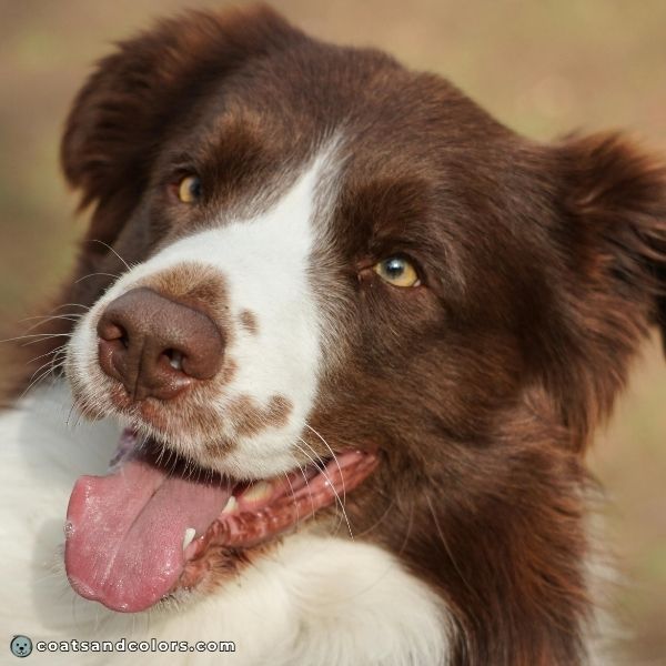 coatsandcolors.com eumelanin base colors medium brown