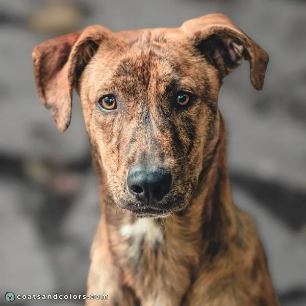 coatsandcolors.com eumelanin base colors patterned coat black sable brindle