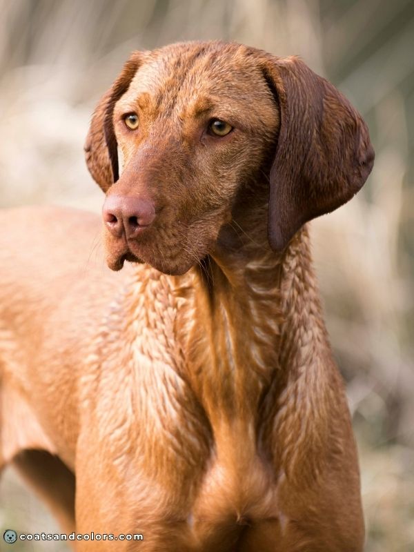 coatsandcolors.com eumelanin base colors red is not brown