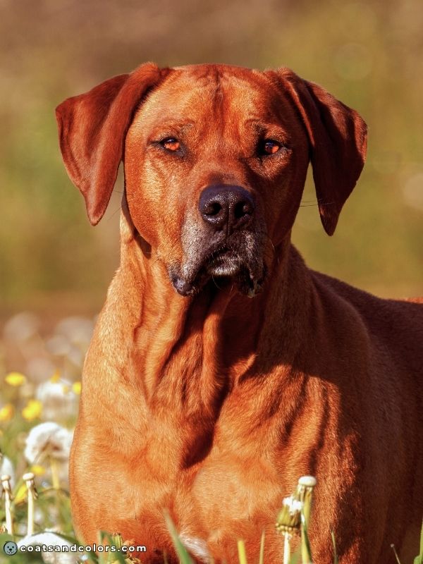 coatsandcolors.com eumelanin base colors sable is not brown