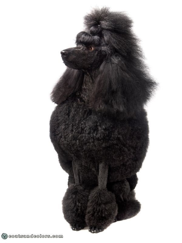 coatsandcolors.com eumelanin base colors solid black Poodle