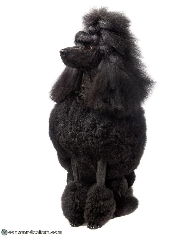 coatsandcolors.com eumelanin base colors solid black Poodle