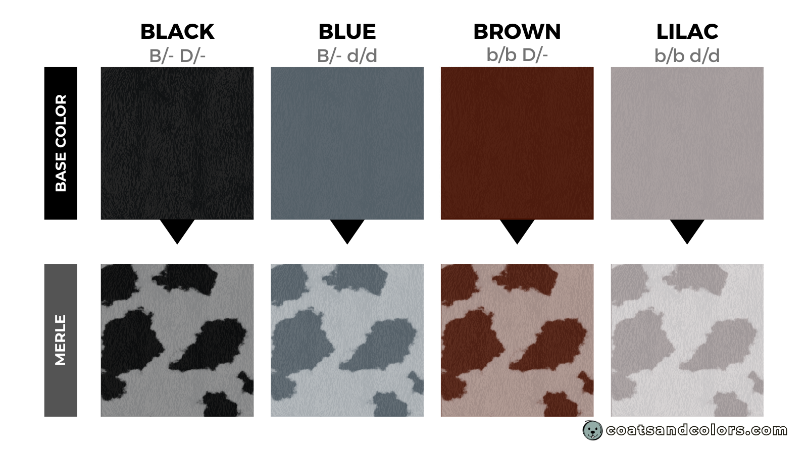 coatsandcolors.com eumelanin colors merle base colors