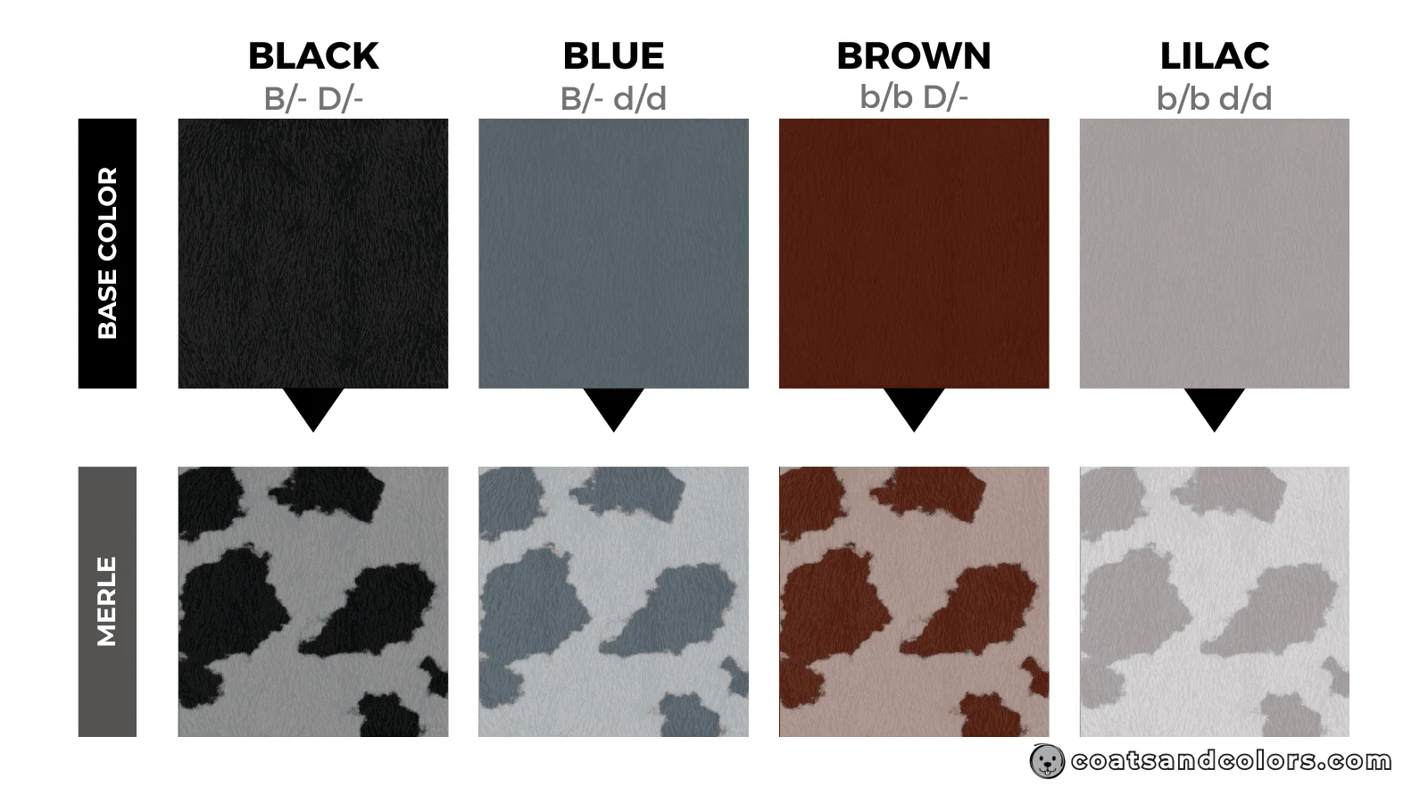 coatsandcolors.com eumelanin colors merle base colors