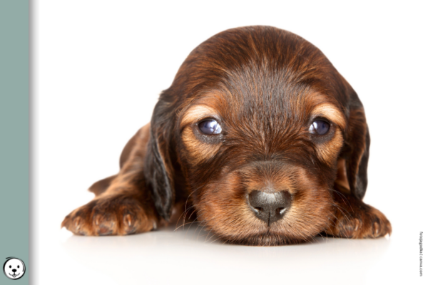 coatsandcolors.com false tan points sable puppy 900x600