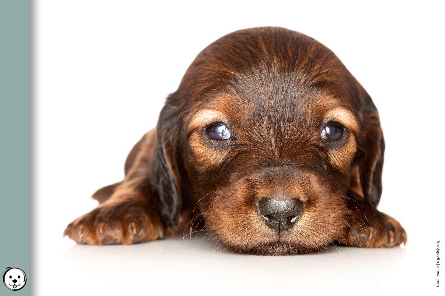 coatsandcolors.com false tan points sable puppy