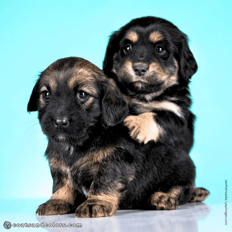 coatsandcolors.com false tan points sable puppy dark sable puppy next to black tan puppy