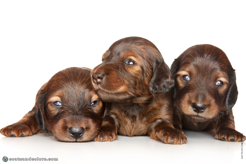 coatsandcolors.com false tan points sable puppy shaded red Dachshund puppies