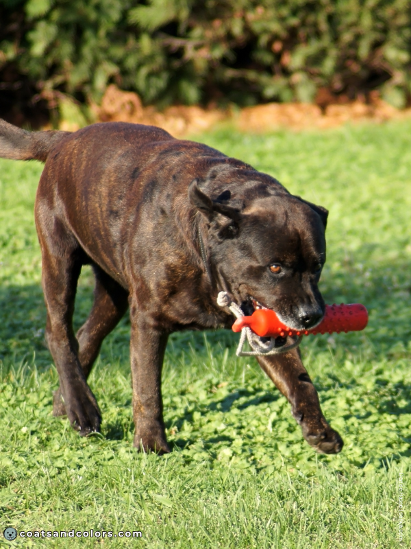 coatsandcolors.com ghost tan pattern seal with ghost brindle
