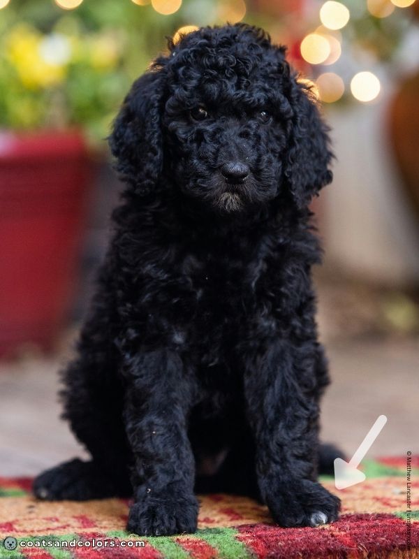 coatsandcolors.com glossary abstract Poodle black Poodle white toe