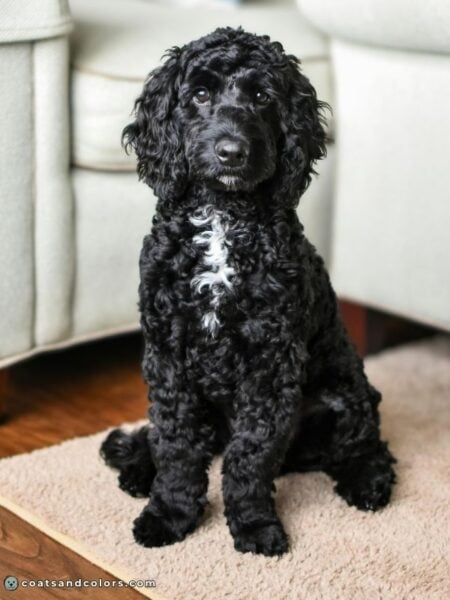 Abstract Poodle | Coats and Colors