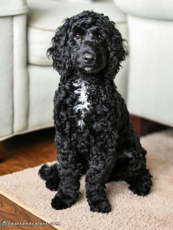 coatsandcolors.com glossary abstract Poodle black abstract Poodle
