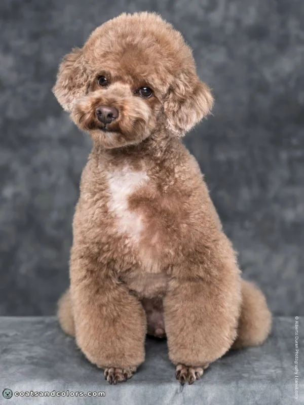 coatsandcolors.com glossary abstract Poodle chest patch