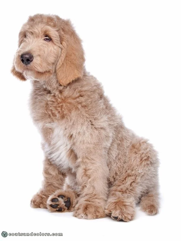 coatsandcolors.com glossary abstract Poodle red abstract Labradoodle puppy