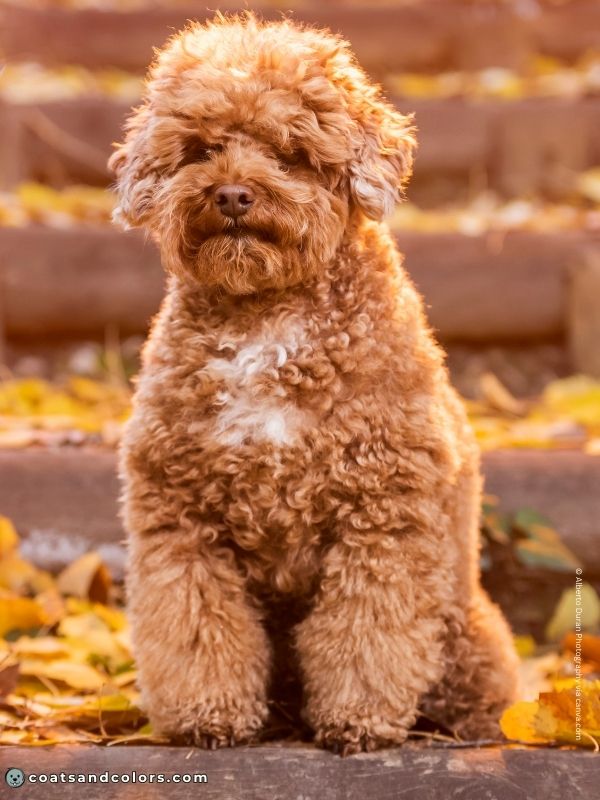 coatsandcolors.com glossary abstract Poodle red abstract