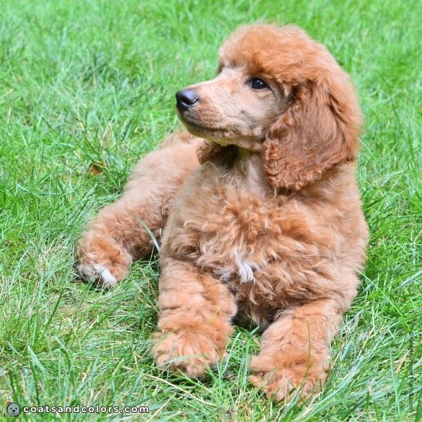 coatsandcolors.com glossary abstract markings white apricot abstract residual white