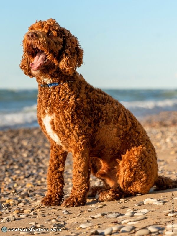 coatsandcolors.com glossary abstract markings white red abstract Labradoodle