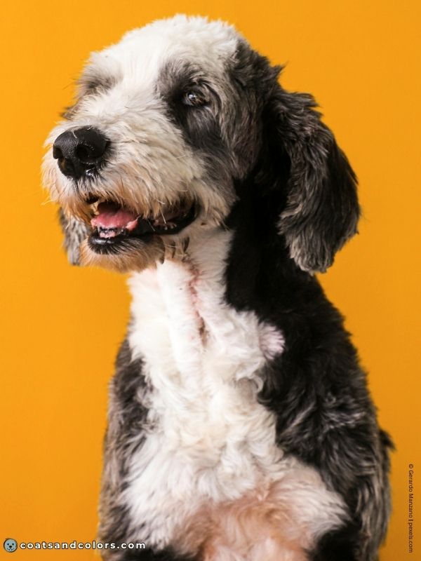 coatsandcolors.com glossary parti Poodle Sheepadoodle whitehead