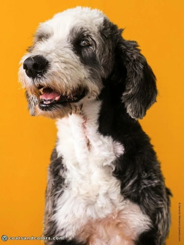 coatsandcolors.com glossary parti Poodle Sheepadoodle whitehead