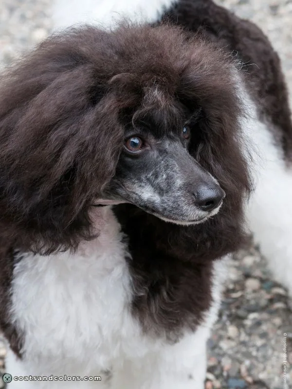 coatsandcolors.com glossary parti Poodle black and white topknot