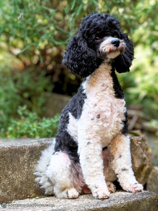 coatsandcolors.com glossary parti Poodle black and white