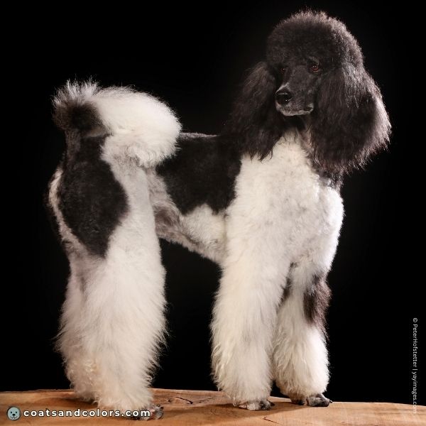 coatsandcolors.com glossary parti Poodle black patches on white