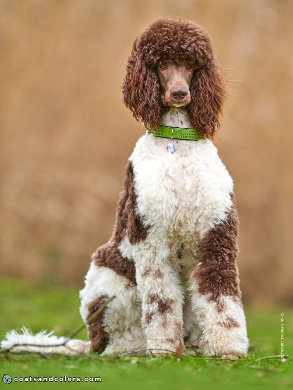 coatsandcolors.com glossary parti Poodle brown and white