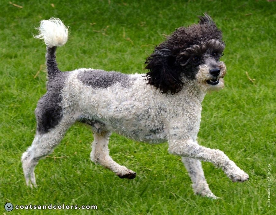 coatsandcolors.com glossary parti Poodle extended parti