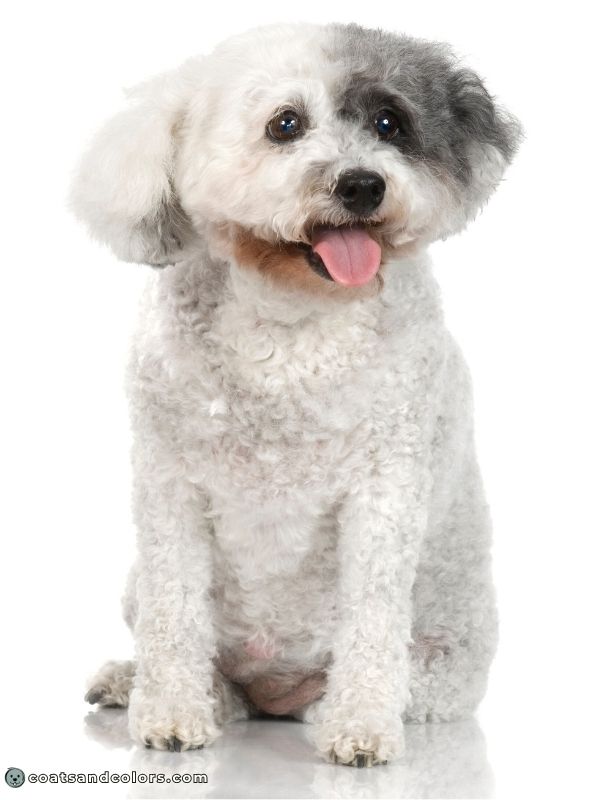 coatsandcolors.com glossary parti Poodle extreme parti gray and white