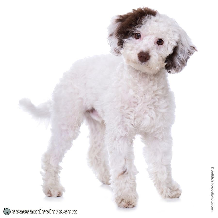 coatsandcolors.com glossary parti Poodle extreme parti