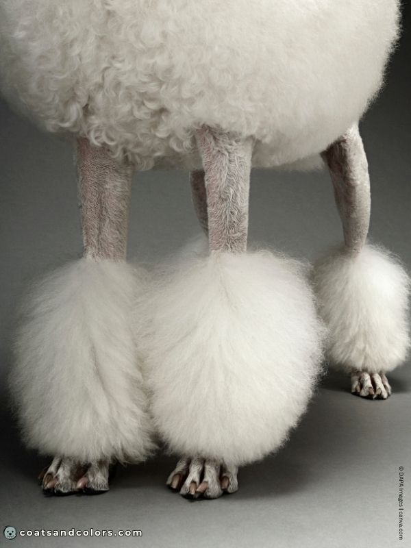 coatsandcolors.com glossary parti Poodle gray skin