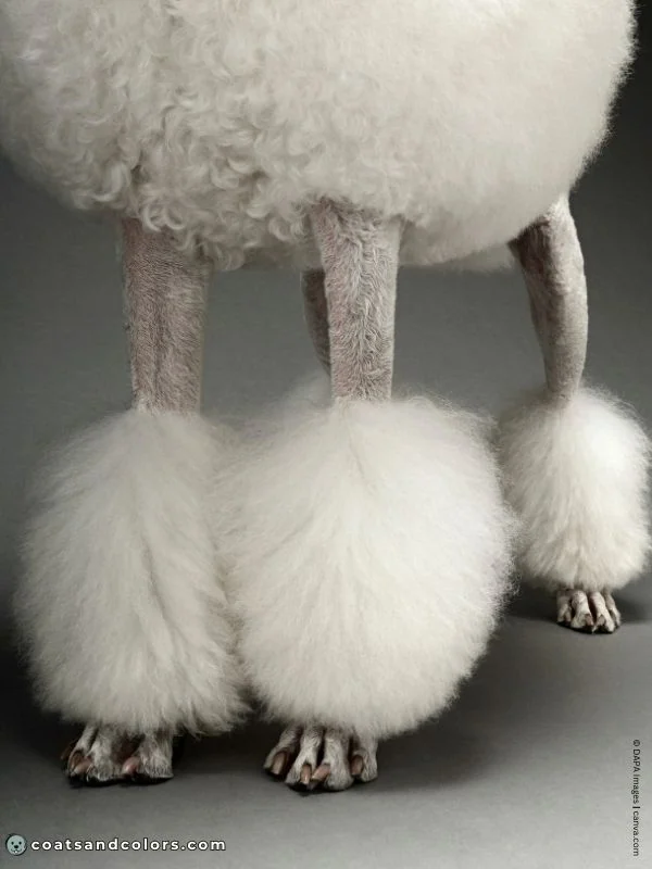 coatsandcolors.com glossary parti Poodle gray skin