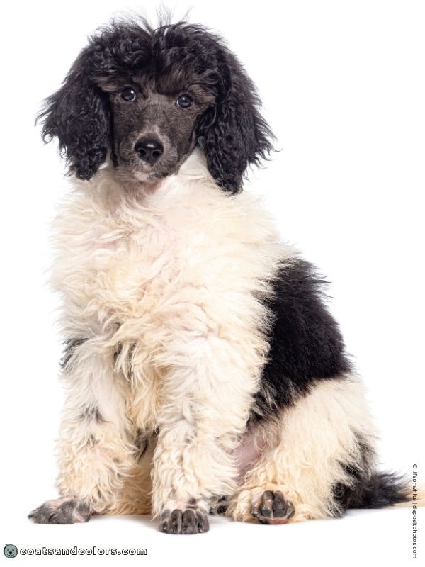 coatsandcolors.com glossary parti Poodle puppy