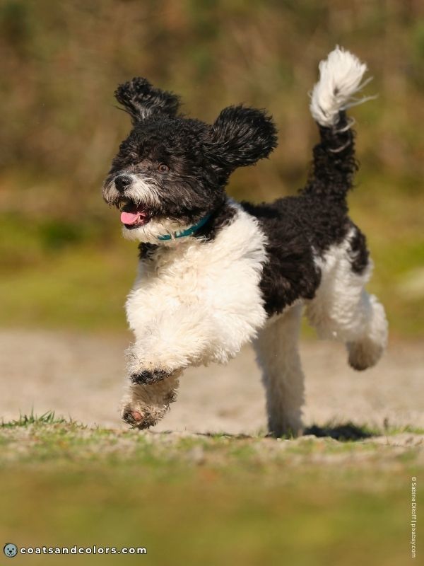 coatsandcolors.com glossary parti Poodle running