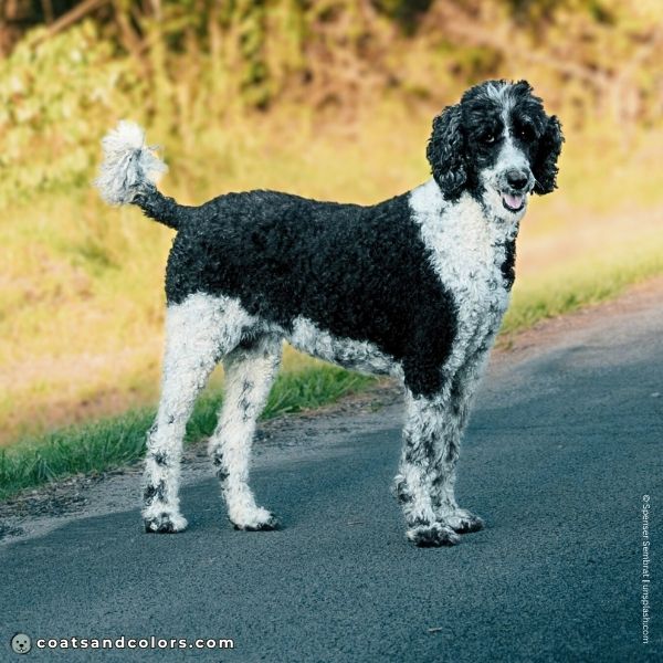 coatsandcolors.com glossary parti Poodle tuxedo parti 2