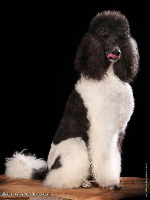 coatsandcolors.com glossary parti Poodle tuxedo parti