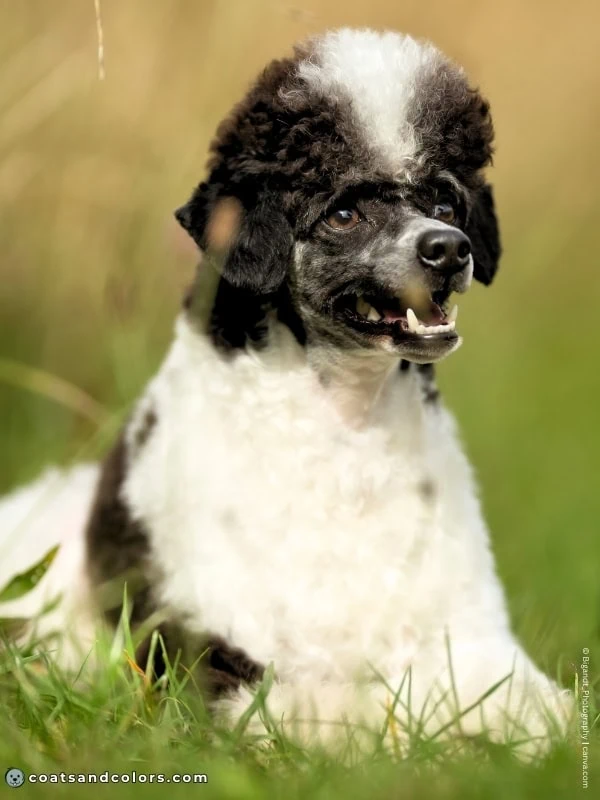 coatsandcolors.com glossary parti Poodle very white 2