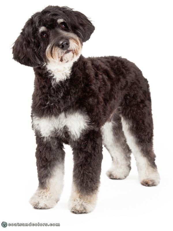 coatsandcolors.com glossary phantom not