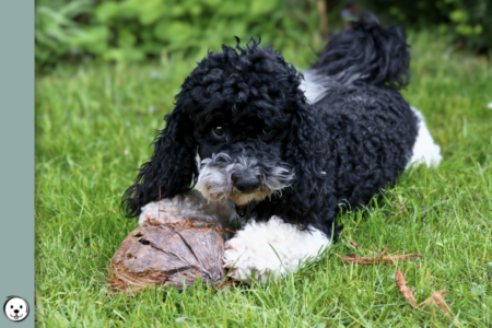 coatsandcolors.com glossary tuxedo Poodle 900x600 1