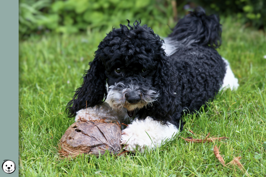coatsandcolors.com glossary tuxedo Poodle 900x600 1