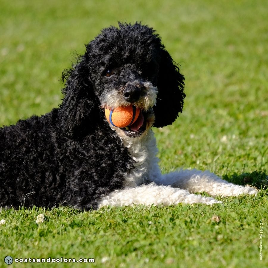 coatsandcolors.com glossary tuxedo Poodle Miniature Poodle